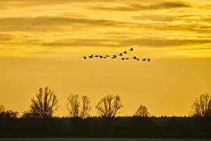 Greater white-fronted geese and greylag geese flying in v-formation at sunset Greater white-fronted geese and greylag geese flying in v-formation at sunset