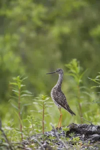 Sandpipers Gallery: Greater Yellowlegs Collection