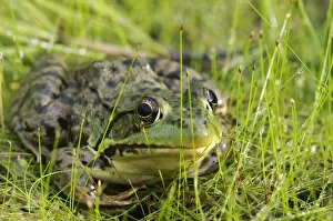 Images Dated 16th June 2012: Green Frog; Vaudreuil Quebec Canada