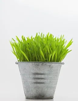 Green Grass In Metal Planter Against White Background Green Grass In Metal Planter Against White Background