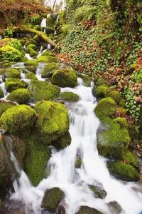 Green moss along small waterfall; Happy valley oregon united states of america Green moss along small waterfall; Happy valley oregon united states of america