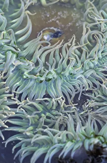A Green Sea Anemone; Oregon, United States Of America A Green Sea Anemone; Oregon, United States Of America