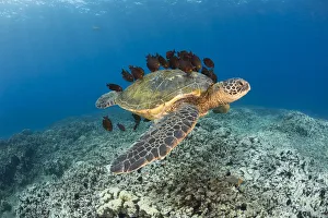 This Green Sea Turtle (Chelonia Mydas), An Endangered Species, Is Having Its Shell This Green Sea Turtle (Chelonia Mydas), An Endangered Species, Is Having Its Shell