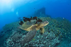 A Green Sea Turtlec (Chelonia Mydas) With Surgeonfish Cleaning Its Shell And AA A Green Sea Turtlec (Chelonia Mydas) With Surgeonfish Cleaning Its Shell And AA