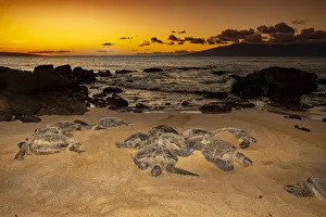 Green sea turtles in warm sand at sunset, Hawaii, USA Green sea turtles in warm sand at sunset, Hawaii, USA