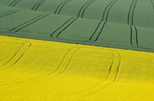 Images Dated 18th December 2009: Green And Yellow Fields