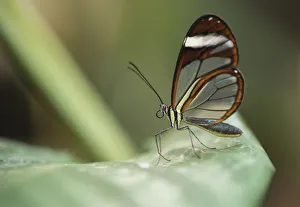 A Greta oto or Glasswing butterfly rests on a leaf in Monteverde, Costa Rica A Greta oto or Glasswing butterfly rests on a leaf in Monteverde, Costa Rica