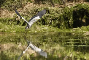 A Grey Heron Landing On Water; Warkworth, Northumberland, Englad A Grey Heron Landing On Water; Warkworth, Northumberland, Englad