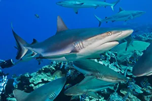 Grey Reef Sharks (Carcharhinus Amblyrhynchos) At A Controled Feeding Off The Island Of Yap; Yap, Micronesia Grey Reef Sharks (Carcharhinus Amblyrhynchos) At A Controled Feeding Off The Island Of Yap; Yap, Micronesia