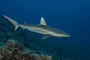 Elasmobranchii Gallery: Grey reef sharks (Carcharhinus amblyrhynchos) are a common coastal-pelagic