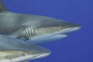 Images Dated 18th March 2008: Grey Reef Sharks, Yap, Micronesia