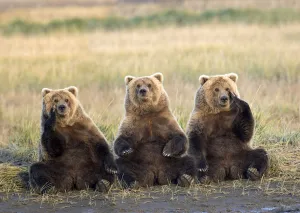 Three Grizzlies Sitting In Meadow Scratching Faces Katmai National Park Alaska Composite Three Grizzlies Sitting In Meadow Scratching Faces Katmai National Park Alaska Composite