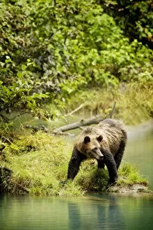 Images Dated 2nd September 2006: Grizzly Bear On Shore