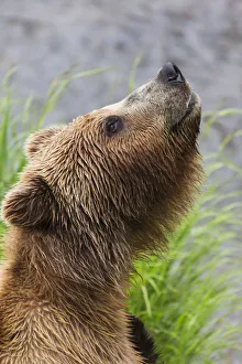 Grizzly Bear Sniffing Air While Fishing For Sockeye Salmon At Brooks Falls In Katmai Grizzly Bear Sniffing Air While Fishing For Sockeye Salmon At Brooks Falls In Katmai