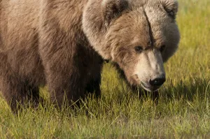 Bear design top grizzly tas