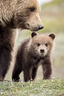 Grizzly Cub With Mother Near The Park Road In Spring, Denali National Park, Interior Alaska, USA Grizzly Cub With Mother Near The Park Road In Spring, Denali National Park, Interior Alaska, USA