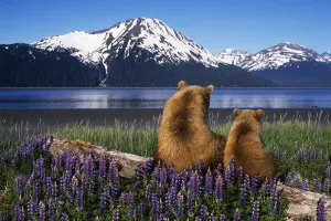 Grizzly Sow & Cub Sit On Log & View Turnagain Arm Southcentral Alaska Digital Composite Grizzly Sow & Cub Sit On Log & View Turnagain Arm Southcentral Alaska Digital Composite