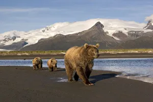 Grizzly Sow And Cubs Walking On Beach At Hallo Bay Katmai National Park Alaska Grizzly Sow And Cubs Walking On Beach At Hallo Bay Katmai National Park Alaska