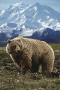 Grizzly On Tundra Mckinley In Background Composite Grizzly On Tundra Mckinley In Background Composite
