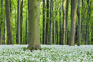Ground cover of ramsons (Allium ursinum) in a beech tree (fagus sylvatica) Ground cover of ramsons (Allium ursinum) in a beech tree (fagus sylvatica)