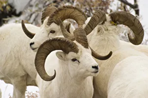 Group Of Dall Sheep Denali National Park Interior Alaska Fall Group Of Dall Sheep Denali National Park Interior Alaska Fall