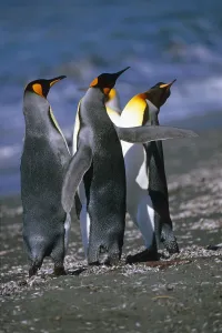 Group Of King Penguins Interacting Together South Georgia Island Antarctic Group Of King Penguins Interacting Together South Georgia Island Antarctic