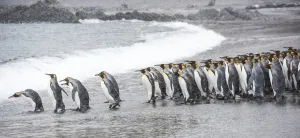 Group of king penguins in a snowfall waiting to enter the ocean, South Georgia Island, Antarctica Group of king penguins in a snowfall waiting to enter the ocean, South Georgia Island, Antarctica