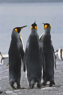 Group Of King Penguins Standing Together South Georgia Island Antarctic Group Of King Penguins Standing Together South Georgia Island Antarctic