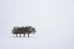 Group of Trees in Winter, Franconia, Bavaria, Germany Group of Trees in Winter, Franconia, Bavaria, Germany