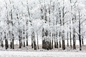 Grouping of heavily frosted trees in a field; Alberta, Canada Grouping of heavily frosted trees in a field; Alberta, Canada