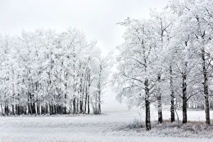 Groupings of heavily frosted trees in a field; Alberta, Canada Groupings of heavily frosted trees in a field; Alberta, Canada
