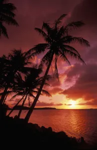 Guam, Tumon Bay, Bright Red Sunset And Silhouetted Palms On Beach Guam, Tumon Bay, Bright Red Sunset And Silhouetted Palms On Beach