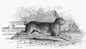 The Hare (Lepus timidus). From Le Savant du Foyer ou Notions Scientifiques Sur Les Objets Usuels de la Vie