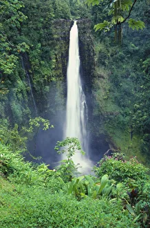 Hawaii, Big Island, Akaka Falls, Lush Greenery In Foreground Hawaii, Big Island, Akaka Falls, Lush Greenery In Foreground