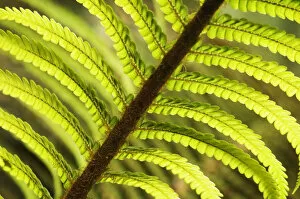 Images Dated 1st May 2006: Hawaii, Big Island, Hawaii Volcanoes National Park, Close-Up Of Tree Fern Frond