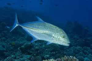 Hawaii, Bluefin Trevally Or Jack (Caranx Melampygus) Hawaii, Bluefin Trevally Or Jack (Caranx Melampygus)