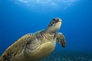 Hawaii, Close-Up Of Green Sea Turtle (Chelonia Mydas) Swimming Forward Hawaii, Close-Up Of Green Sea Turtle (Chelonia Mydas) Swimming Forward