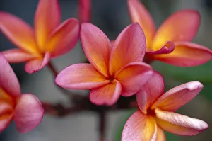 Hawaii, Close-Up Of Pink Yellow Plumeria Flowers On Plant Outdoor Hawaii, Close-Up Of Pink Yellow Plumeria Flowers On Plant Outdoor