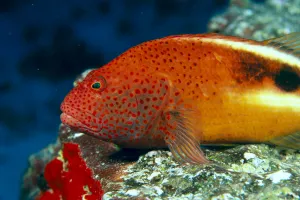 Hawaii, Close-Up Side View Of Blackside Hawkfish, Resting On Reef (Paracirrhites Hawaii, Close-Up Side View Of Blackside Hawkfish, Resting On Reef (Paracirrhites