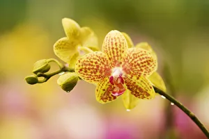 Hawaii, Close-Up Of Yellow Spotted Orchids With Dewdrops Hawaii, Close-Up Of Yellow Spotted Orchids With Dewdrops
