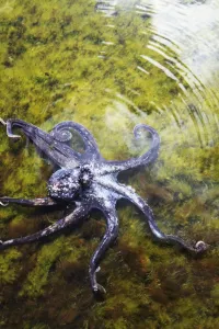 Hawaii, Day Octopus (Octopus Cyanea) Sitting In Shallow Water Hawaii, Day Octopus (Octopus Cyanea) Sitting In Shallow Water