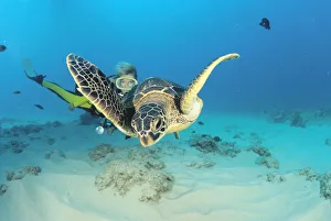 Hawaii, Diver And Green Sea Turtle (Chelonia Mydas) Swims Over Bottom Hawaii, Diver And Green Sea Turtle (Chelonia Mydas) Swims Over Bottom