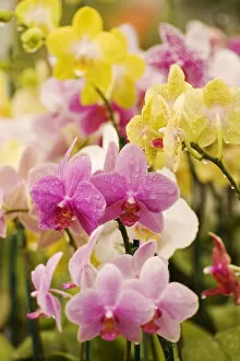 Images Dated 18th October 2005: Hawaii, Field Of Pink And Yellow Orchids