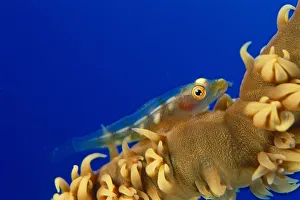 Hawaii, Goby (Bryaninops Yongei) On Wire Coral (Cirrhipathes Anguina) Blue Background Hawaii, Goby (Bryaninops Yongei) On Wire Coral (Cirrhipathes Anguina) Blue Background