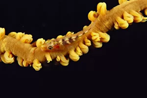 Images Dated 12th October 1998: Hawaii, Goby (Bryaninops Yongei) On Wire Coral, Close Up, Black Background, Top View