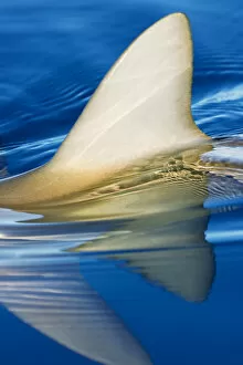 Images Dated 20th June 2007: Hawaii, Gray Reef Shark (Carcharhinus Amblyrhynchos), Close-Up Of Fin Piercing Ocean Surface