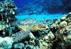 Images Dated 15th July 1998: Hawaii, Green Sea Turtle (Chelonia Mydas) On Reef With Tropical Fish