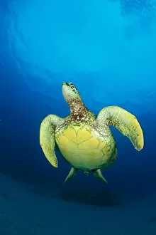 Images Dated 16th January 1998: Hawaii, Green Sea Turtle (Chelonia Mydas) Swims To Surface, View Of Underside