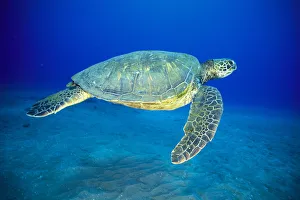Hawaii, Green Sea Turtle Swims Midwater Clear Water, Sandy (Chelonia Mydas) A77D Hawaii, Green Sea Turtle Swims Midwater Clear Water, Sandy (Chelonia Mydas) A77D