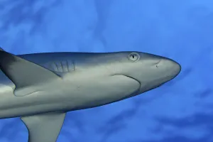 Hawaii, Grey Reef Shark (Carcharinus Amblyrhnchos) Viewed From Below Hawaii, Grey Reef Shark (Carcharinus Amblyrhnchos) Viewed From Below